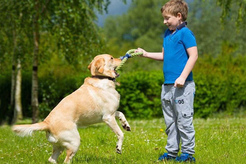 Dog Therapy in Autism